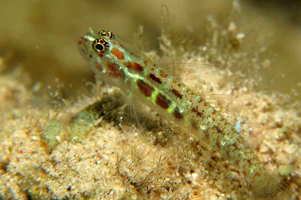 (Eviota guttata)