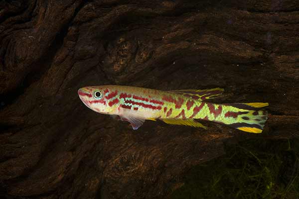 (Fundulopanchax spoorenbergi)