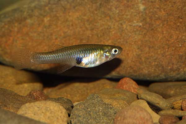 (Gambusia holbrooki)