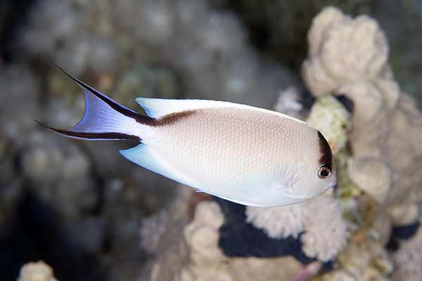  (Genicanthus caudovittatus)