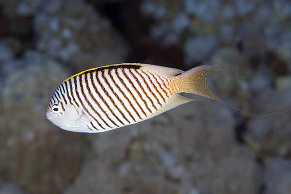 (Genicanthus caudovittatus)