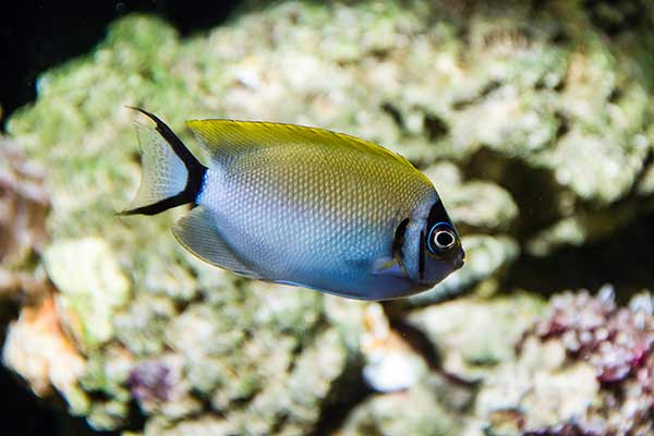 (Genicanthus semifasciatus)