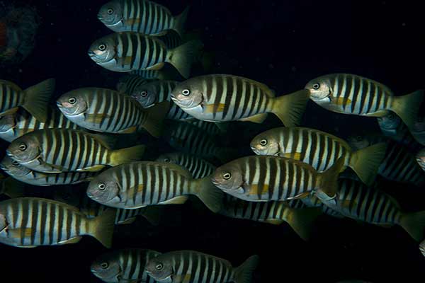 (Girella zebra)