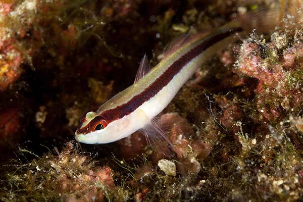 (Gobius vittatus)