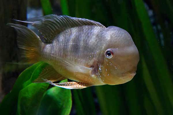 Ziemiojad paragwajski (Gymnogeophagus balzanii)