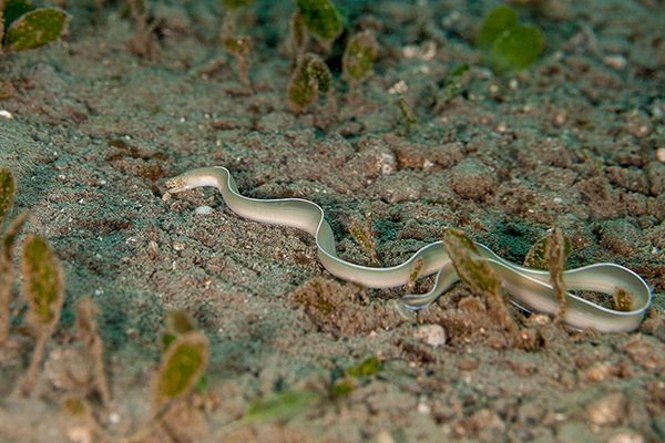 (Gymnothorax albimarginatus)
