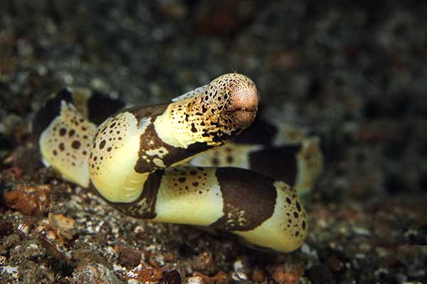 (Gymnothorax chlamydatus)