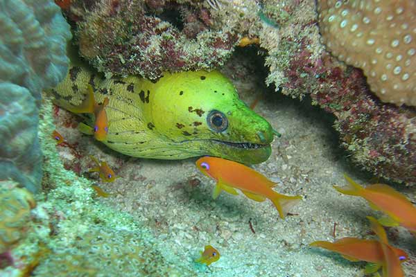 (Gymnothorax fimbriatus)