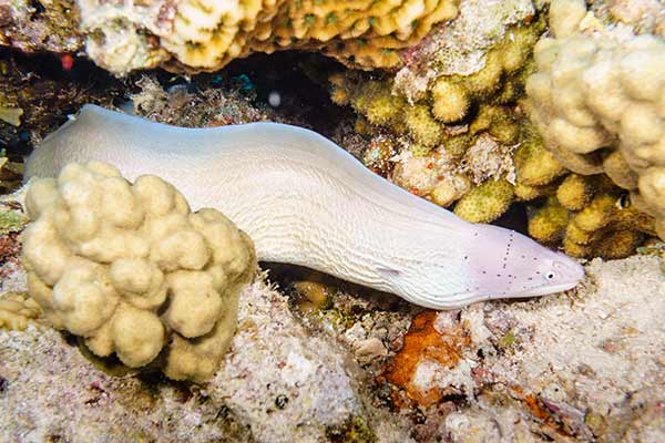 (Gymnothorax griseus)