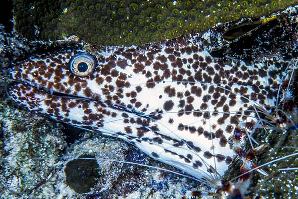 (Gymnothorax isingteena)
