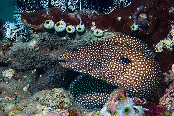 (Gymnothorax meleagris)
