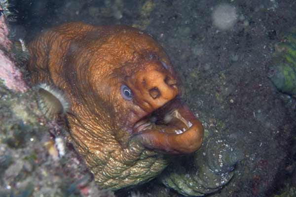 (Gymnothorax prasinus)