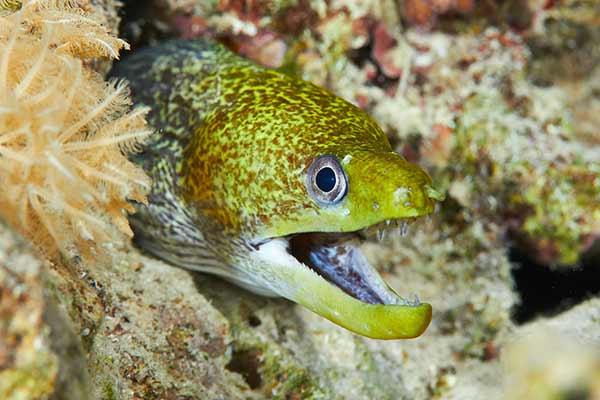 (Gymnothorax undulatus)