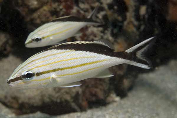 (Haemulon melanurum)