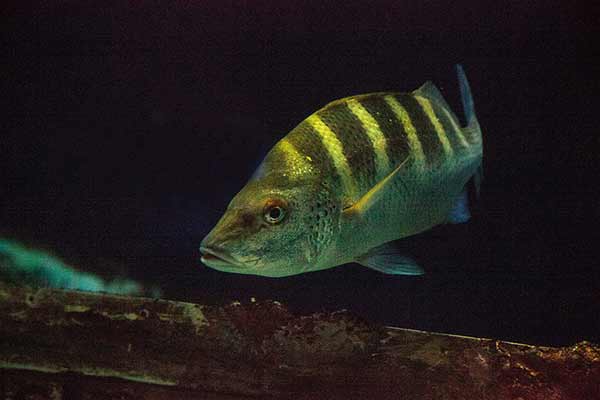(Haemulon sexfasciatum)