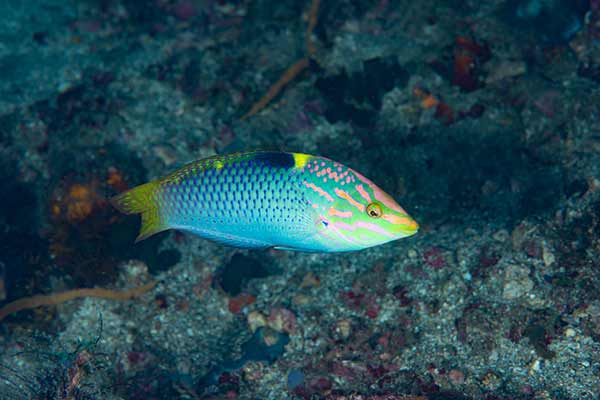 (Halichoeres hortulanus)