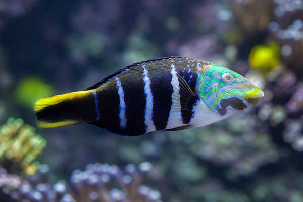 (Hemigymnus fasciatus)