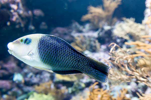 (Hemigymnus melapterus)