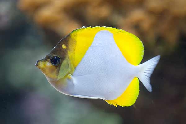 (Hemitaurichthys polylepis)