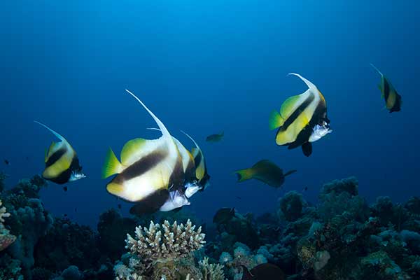 (Heniochus intermedius)