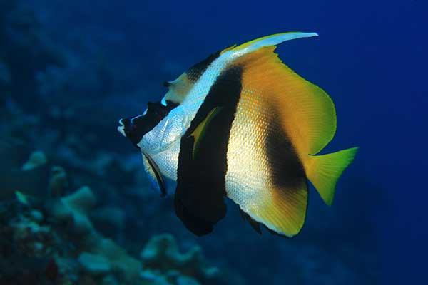 (Heniochus monoceros)