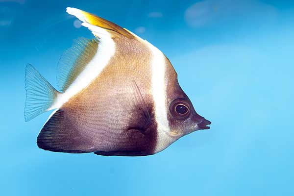 (Heniochus pleurotaenia)