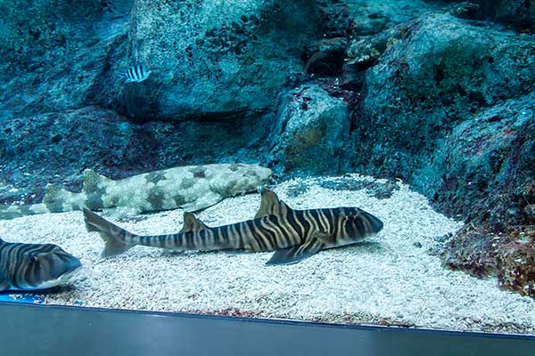 (Heterodontus zebra)