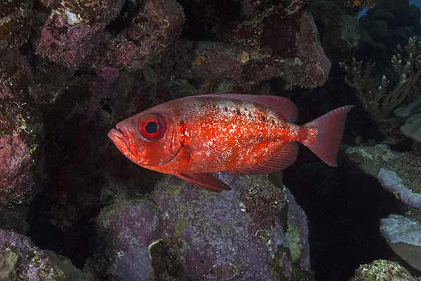 (Heteropriacanthus cruentatus)