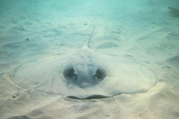 (Himantura schmardae)