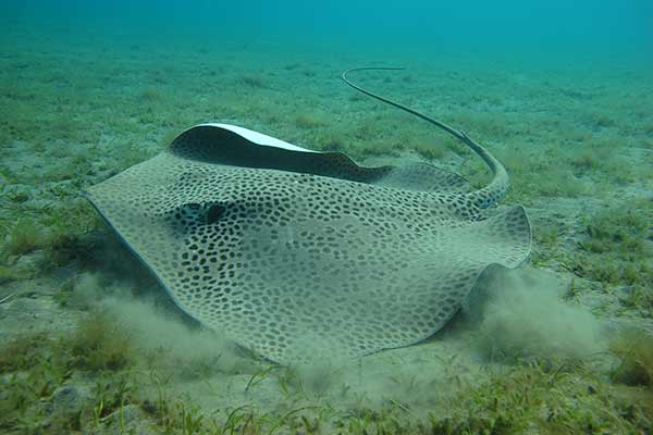 (Himantura uarnak)