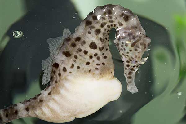 (Hippocampus abdominalis)