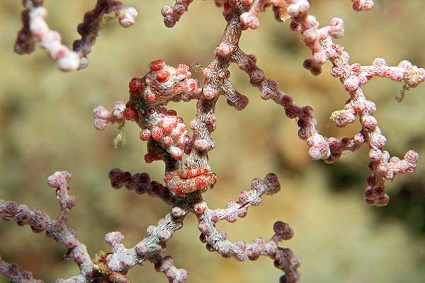 (Hippocampus bargibanti)