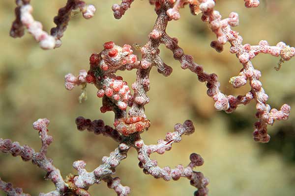  (Hippocampus bargibanti)