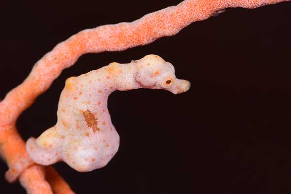 (Hippocampus denise)