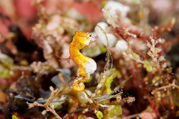 (Hippocampus pontohi)