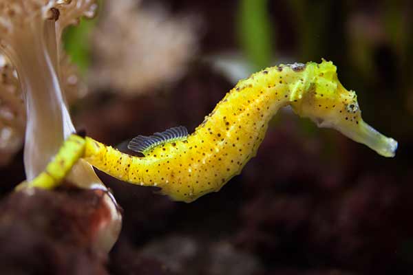 (Hippocampus reidi)