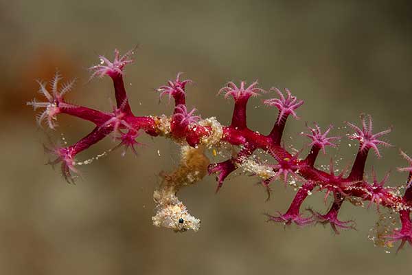 (Hippocampus satomiae)