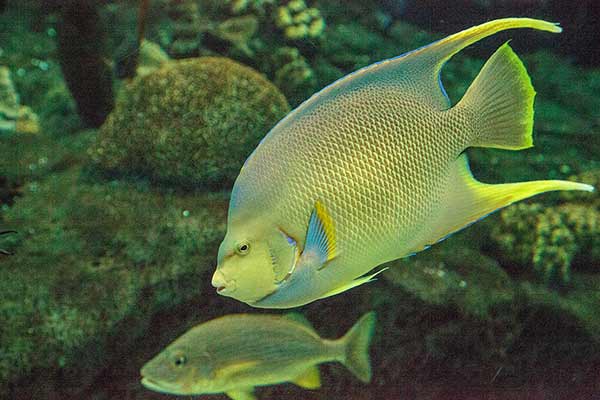 (Holacanthus bermudensis)