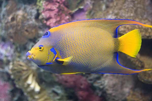 Nefrytek królewski (Holacanthus ciliaris)