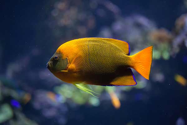 (Holacanthus clarionensis)