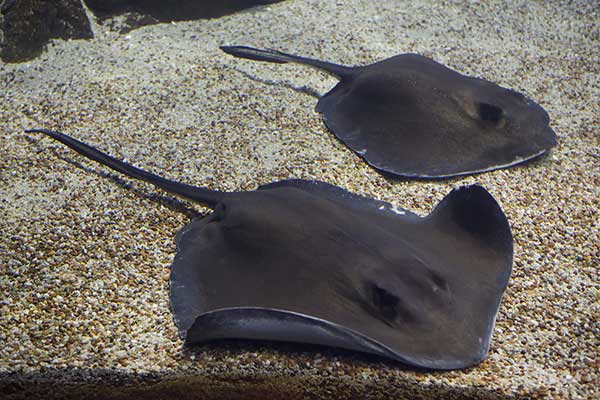 Ogończa amerykańska (Hypanus americanus)