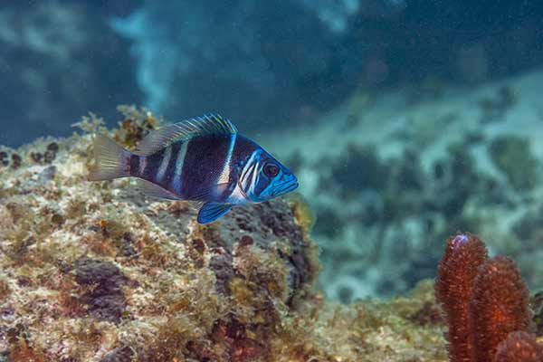 (Hypoplectrus indigo)