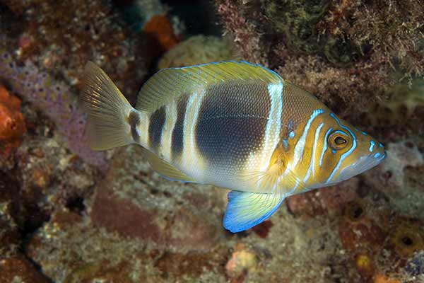 (Hypoplectrus puella)