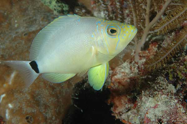  (Hypoplectrus unicolor)