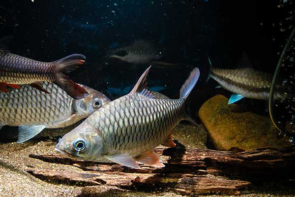 (Hypsibarbus malcolmi)