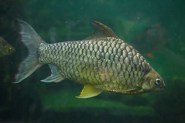 (Hypsibarbus pierrei)