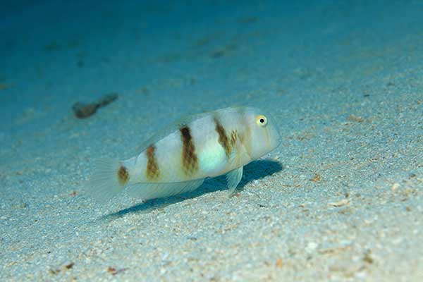 (Iniistius aneitensis)