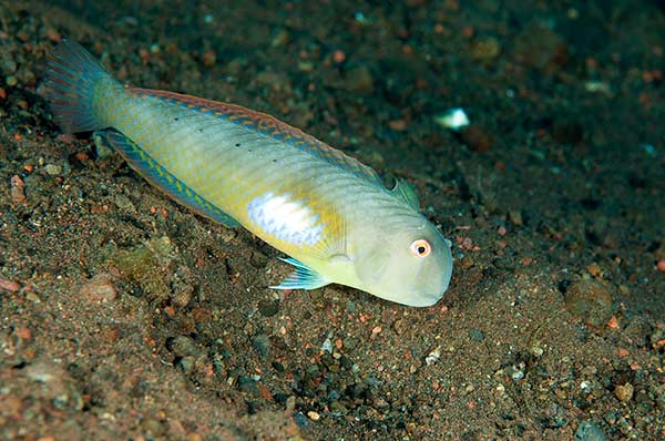 (Iniistius melanopus)
