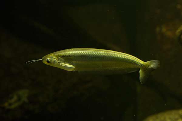 (Kryptopterus cryptopterus)