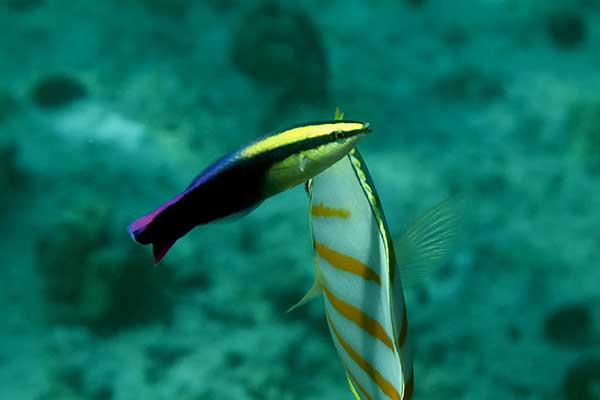 (Labroides phthirophagus)